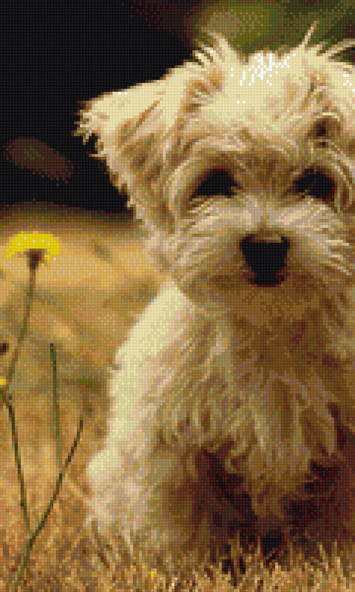 Дружок - собака - предпросмотр