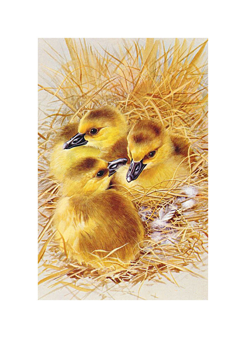 Серия "Птицы". Утята - утята, фауна, птицы - оригинал