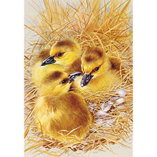 Схема вышивки «Серия "Птицы". Утята»