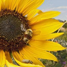 Схема вышивки «нектар»