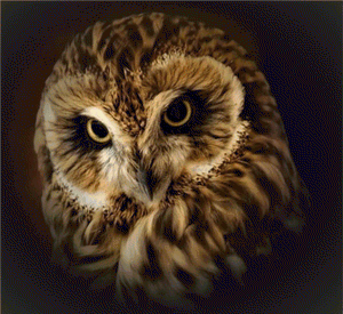 СОВА - природа, сова - предпросмотр