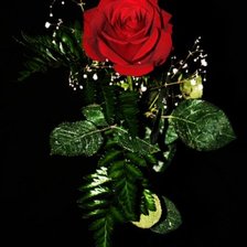 Схема вышивки «Роза на чёрном фоне»