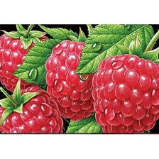 Схема вышивки «Малина»