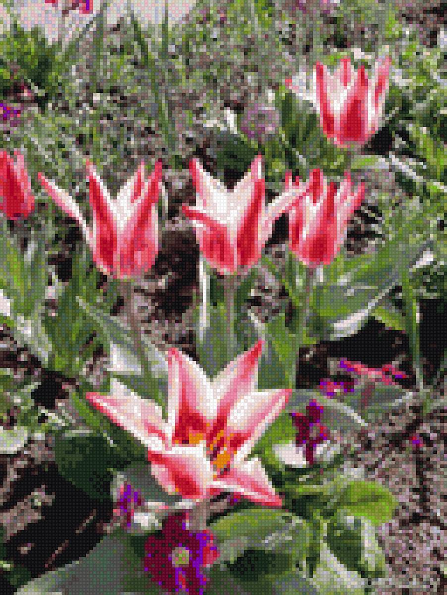 тюльпаны на грядке - предпросмотр