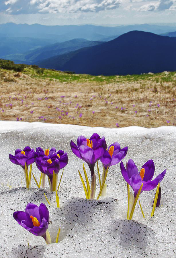 Весна - цветы, горы, снег, весна - оригинал