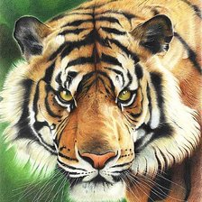 Схема вышивки «Тигр»