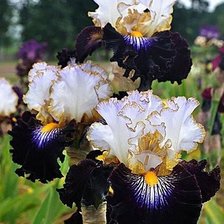 черные ирисы