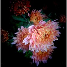 Схема вышивки «георгины»