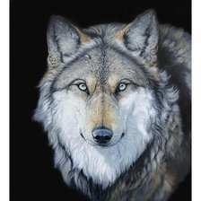 Схема вышивки «Волк»