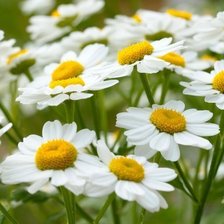 Схема вышивки «ромашки»