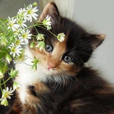 Схема вышивки «котенок»