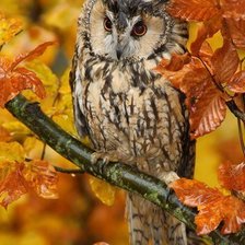 Схема вышивки «совушка 1»