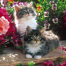 Схема вышивки «314»