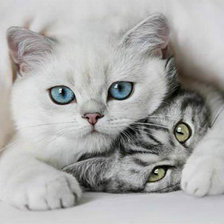 Схема вышивки «коты»