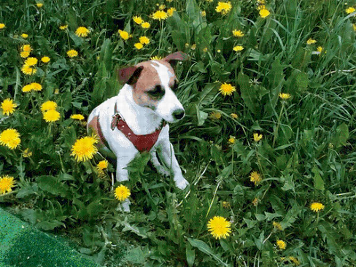 Джек Рассел - джек рассел - предпросмотр