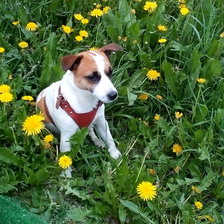 Схема вышивки «Джек Рассел»