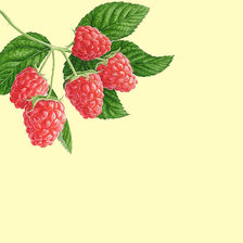 Схема вышивки «Серия "Фруктово-ягодная". Малинка»