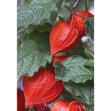 Схема вышивки «Серия "Физалис"»