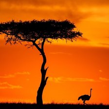 Схема вышивки «закат африка»