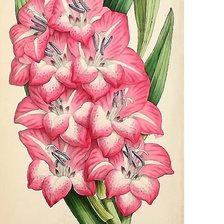 Схема вышивки «№1716320»