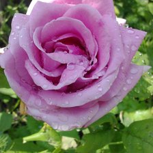 Схема вышивки «розочка»