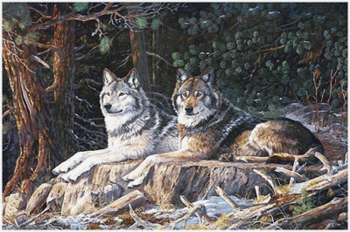 волки - предпросмотр