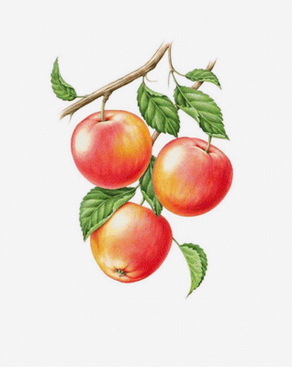 Яблоки - фрукты - предпросмотр