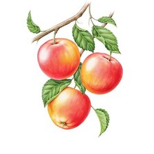 Схема вышивки «Яблоки»