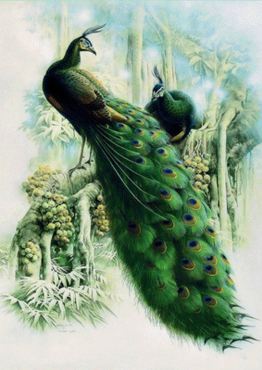 Павлины - птицы, живопись, павлин - предпросмотр