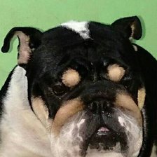 Схема вышивки «Drako»