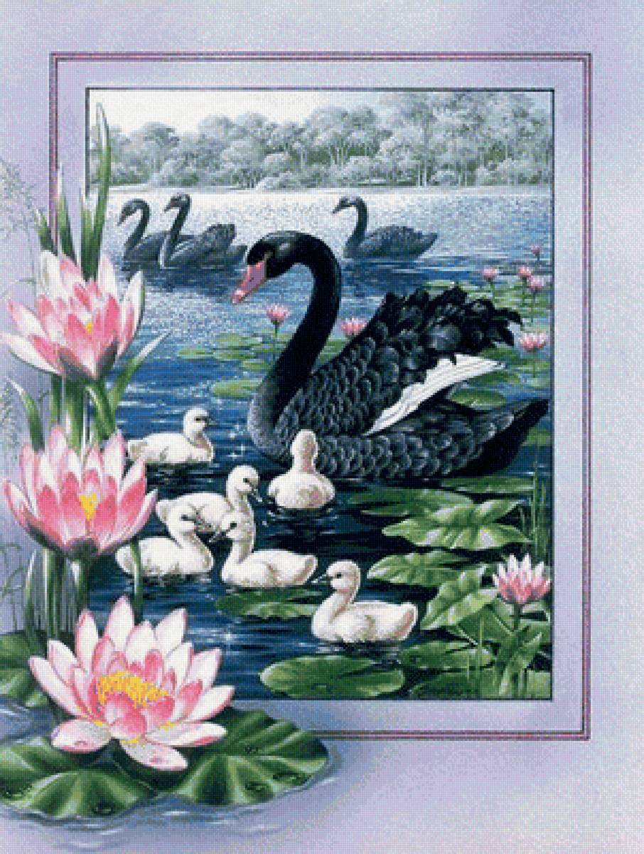 лебединая семья - черный лебедь, река, лебедята, кувшинки - предпросмотр