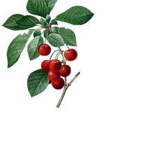 Схема вышивки «Вишенки»