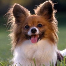 Схема вышивки «Собачка»