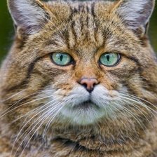 Схема вышивки «Кот»