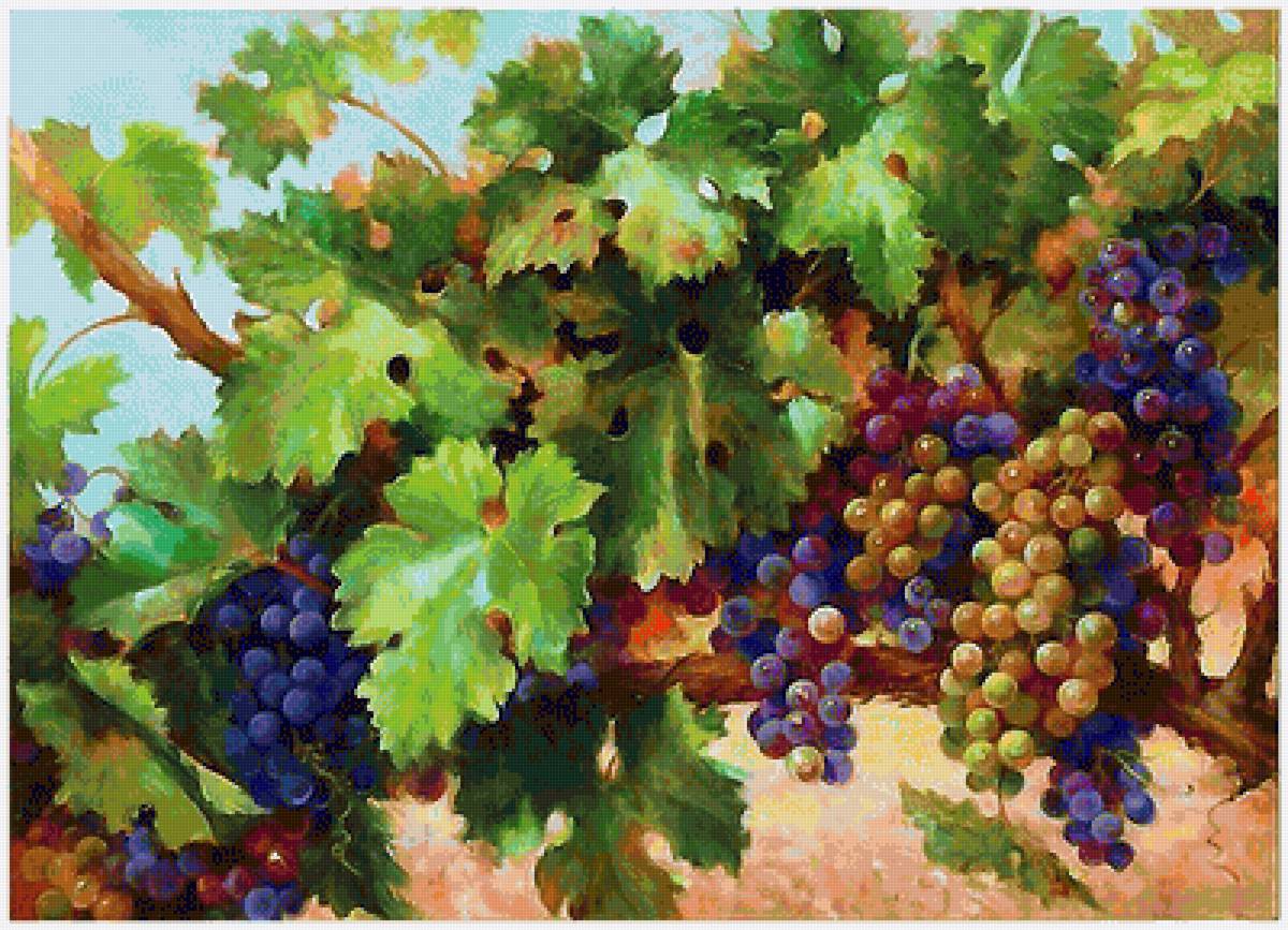 виноград - виноград, грозди - предпросмотр