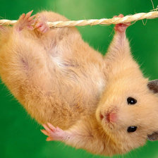 Схема вышивки «ХОМЯЧОК»