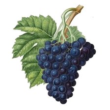 Схема вышивки «Гроздь винограда»