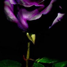 Схема вышивки «Роза»