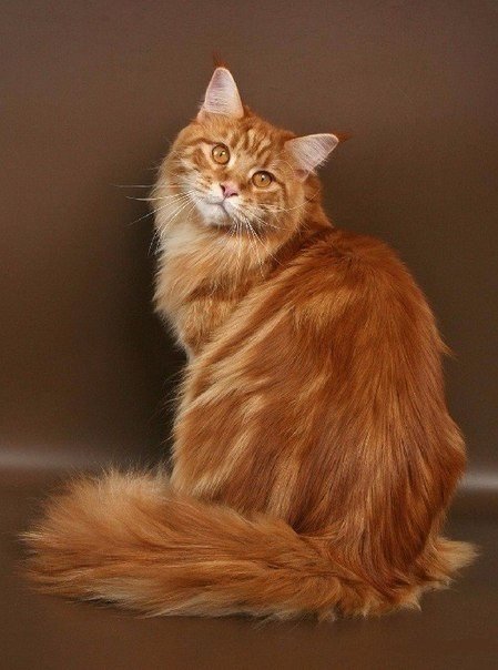 326 - оригинал