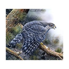 Схема вышивки «Ястреб»