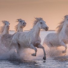 Схема вышивки «Белые лошади»