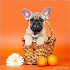 Схема вышивки «№1719867»