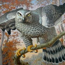 Схема вышивки «Ястреб»