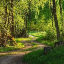 Лесная дорожка