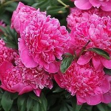 Схема вышивки «Пионы»