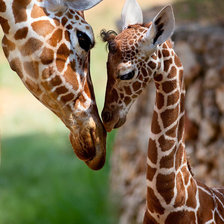 Схема вышивки «№1721102»