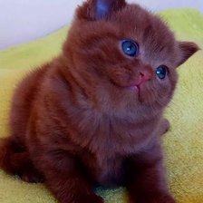 Схема вышивки «№1721118»