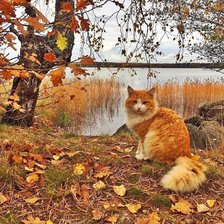 Схема вышивки «№1721120»