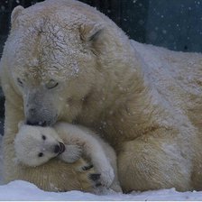 Схема вышивки «Нежность»