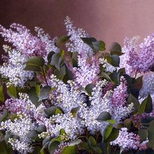 Схема вышивки «Сирень»